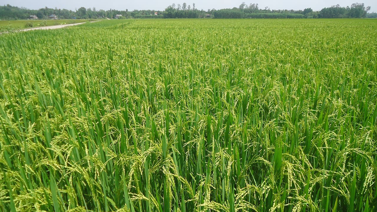 Campo de Arroz (Pixabay / Dominio Público)