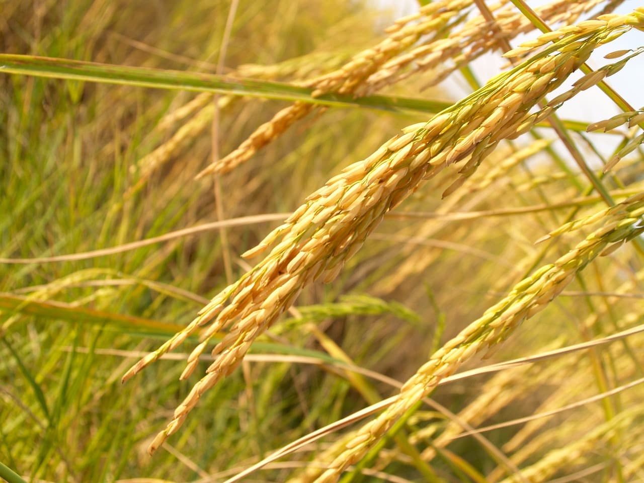 Planta de Arroz Paddy (Pixabay / Dominio Público)