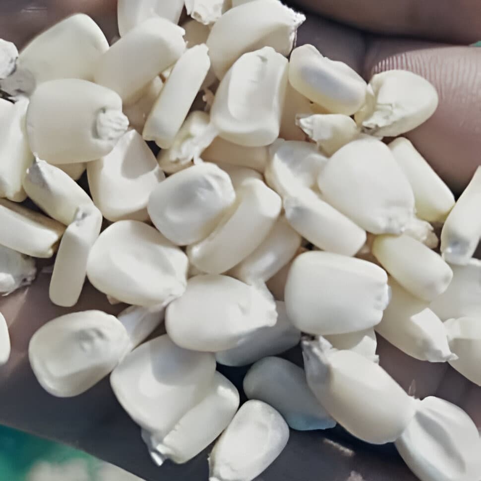 Maíz blanco no transgénico (Deko Group / Adalidda / Dominio público)