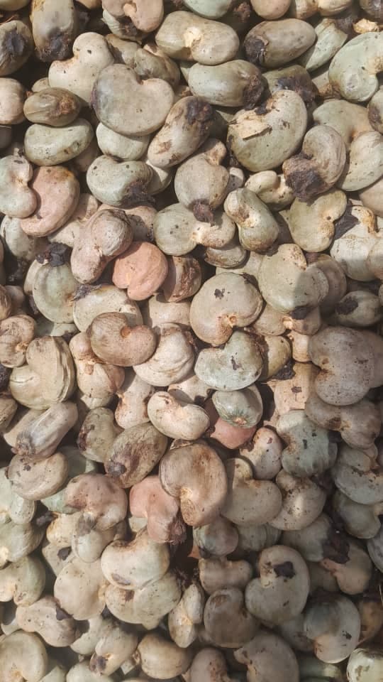 Nueces de anacardo crudas (Groupe MMS A)