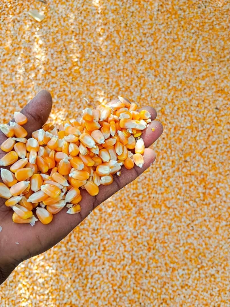Maíz para alimentación animal (Deko Group / Adalidda / Dominio público)