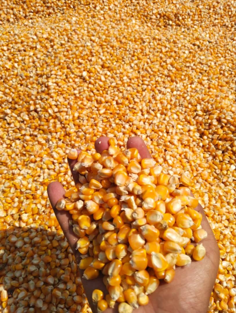 Maíz para alimentación animal (Deko Group / Adalidda / Dominio público)