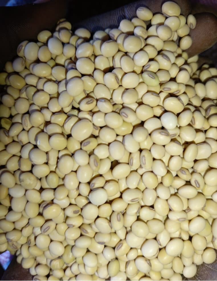 非转基因大豆 | 优质与可持续的完美结合