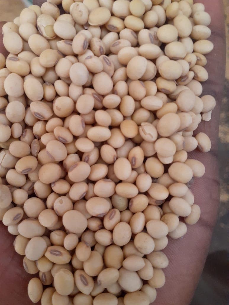 Soya no transgénica. Origen: Benín (Deko Group / Adalidda / Dominio público)