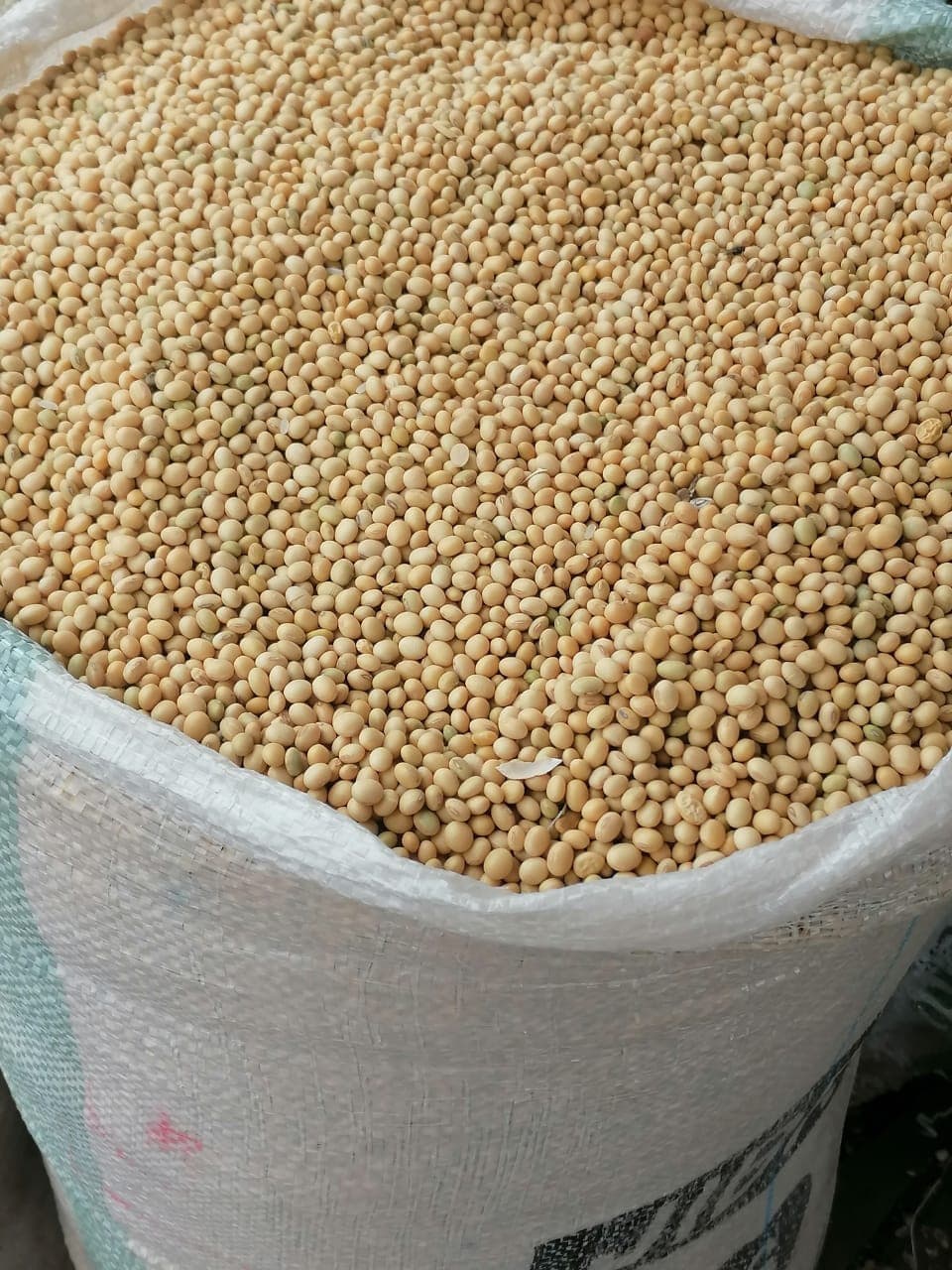 Soya no transgénica. Origen: Benín (Deko Group / Adalidda / Dominio público)