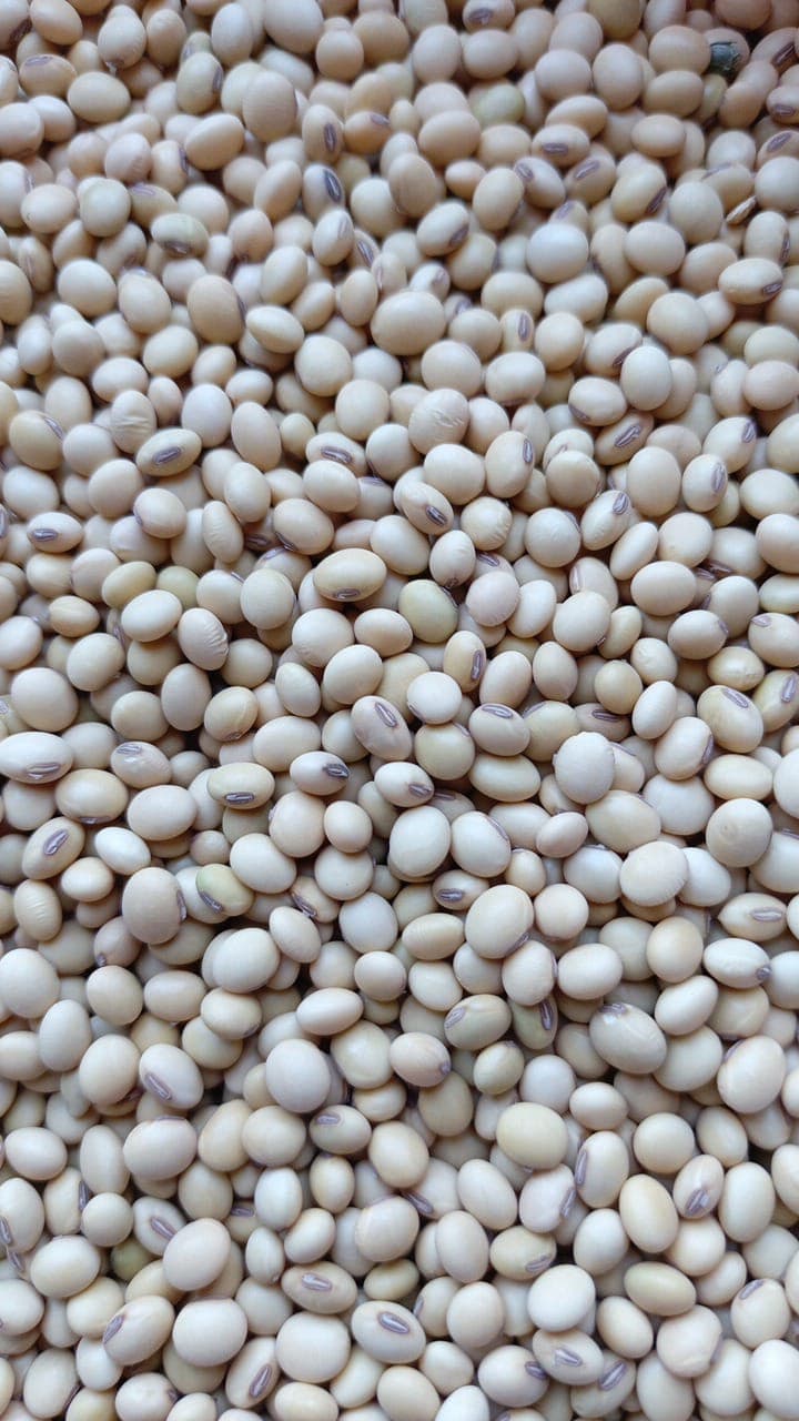 Soya no transgénica. Origen: Benín (Deko Group / Adalidda / Dominio público)
