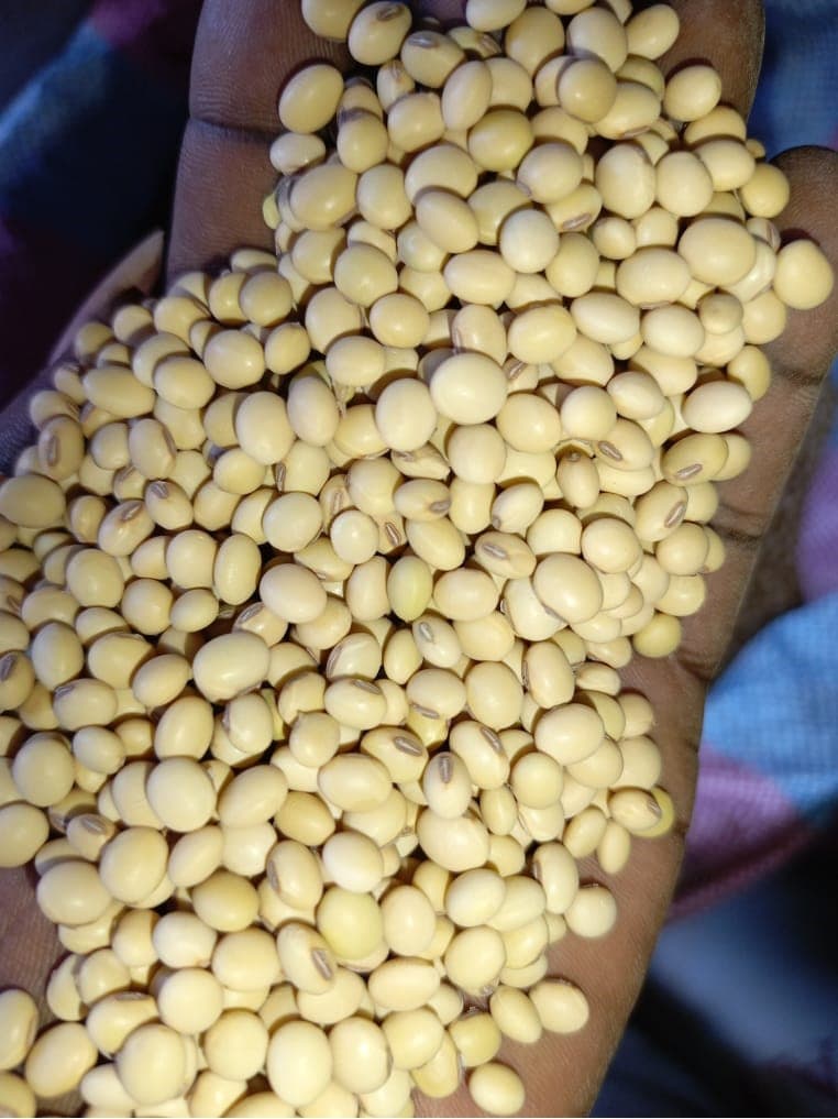 Soya no transgénica. Origen: Benín (Sahel Agri-Sol / Adalidda / Dominio público)