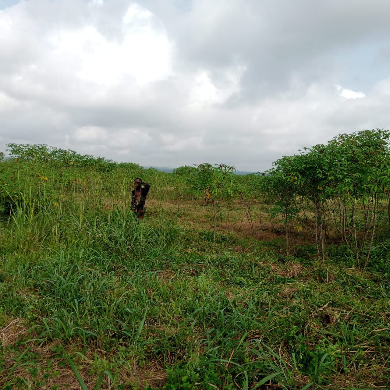 Champ de manioc du Groupe Deko (Deko Group / domaine public).