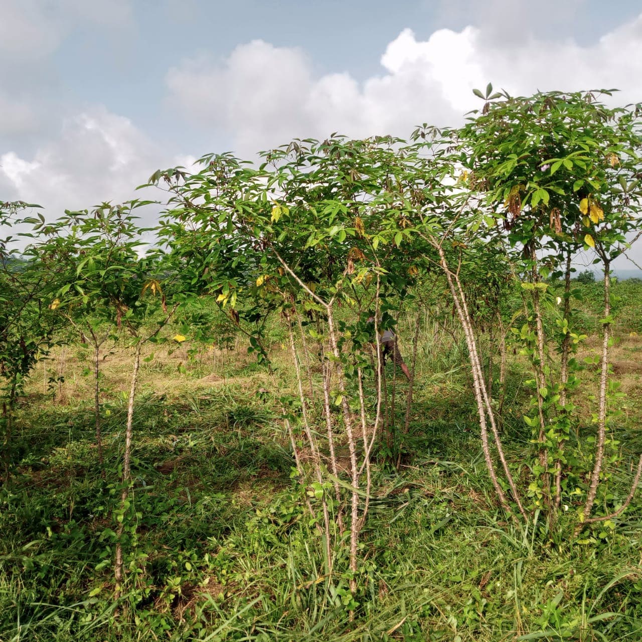 Deko의 카사바 밭 (Deko Group / 퍼블릭 도메인).